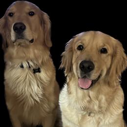 Golden Retrievers from Wissel Goldens