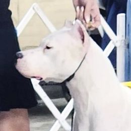 Dolce - Dogo Argentino