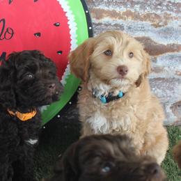 Blue collar Yankee - Caramel male Australian Labradoodle puppy in Provo, Utah from EllsWORTH Labradoodles LLC