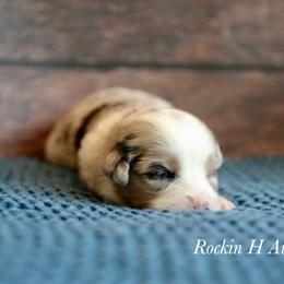 Bmf 1 - Blue merle female Toy Australian Shepherd puppy in Russellville, Arkansas from Rockin H Aussies