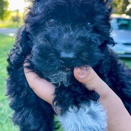 Knox - Black and white male Cockapoo puppy in Bedford, Iowa from Our Father’s Doodles