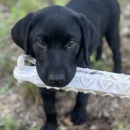 Jade - Black Labrador Retriever puppy in Muskegon, Michigan from Punches Paws Labradors
