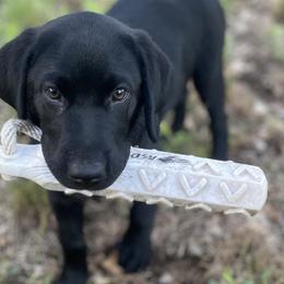 Jade - Black Labrador Retriever puppy in Muskegon, Michigan from Punches Paws Labradors