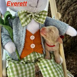 Everett - Cream male Dachshund puppy in Wichita Falls, Texas from Long Dogs in The Falls