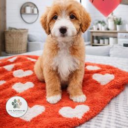 Moose - male Australian Mountain Doodle puppy in Grand Rapids, Michigan from The Kindred K9