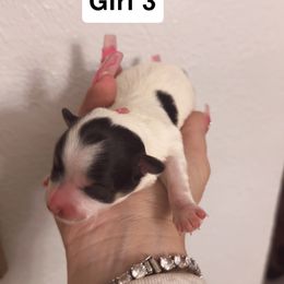 Girl 3 - White female Morkie puppy in Pittsburgh, Pennsylvania from Maria's Morkies & More