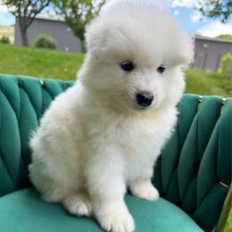 Pretzel - White male Samoyed puppy in Tremonton, Utah from Sugar Sweet Samoyeds