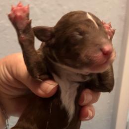 Bo Peep - Brown and white female Bernedoodle puppy in Williston, Florida from Tera Caldwell