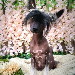 Maya - Chinese Crested