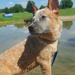 Australian Cattle Dogs from Outfoxed Australian Cattle Dogs