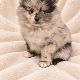 Todoroki - Blue merle male Pomeranian puppy in Sandia, Texas from Broken Arrow Poms