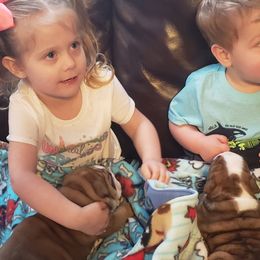 English Bulldog and French Bulldog Puppies from Clever Bulldogs