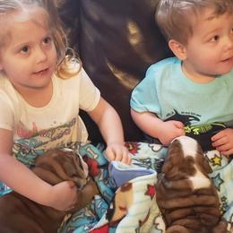 English Bulldog and French Bulldog Puppies from Clever Bulldogs