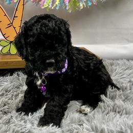 Phoebe - Black and white female Cockapoo puppy in Lancaster, Missouri from Cavapoo Acres
