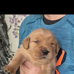 Golden Retriever Puppies from Mount Hood Golden Retrievers