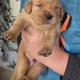 Golden Retriever Puppies from Mount Hood Golden Retrievers