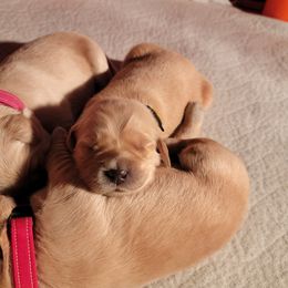 Golden Retriever Puppies from JK Goldens
