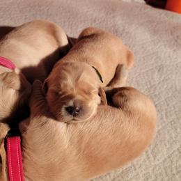 Golden Retriever Puppies from JK Goldens