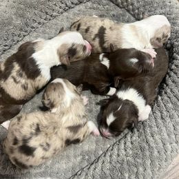 Aussiedoodles and Cavapoos from Sharp’s Paws & Pups