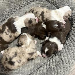 Aussiedoodles and Cavapoos from Sharp’s Paws & Pups