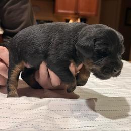 Yellow - Black female Jagdterrier puppy in Monroe, Oregon from Oregon Jagdterrier