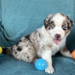 Bella - Red merle female Australian Shepherd puppy in Cypress, Texas from Cypress Aussies
