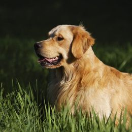 Golden Retrievers from Cadence Golden Retrievers