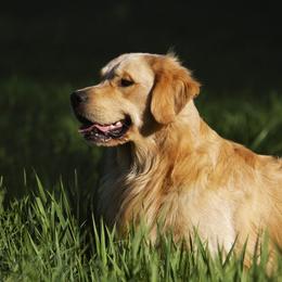 Golden Retrievers from Cadence Golden Retrievers