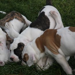 American Bulldog Puppies from Ferocia Kennels