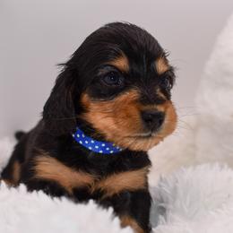 Dachshund puppies from Hart Dachshunds