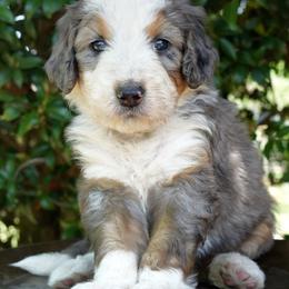 Egret - Merle female Bernedoodle puppy in Folsom, Louisiana from DoodlesFarmCo