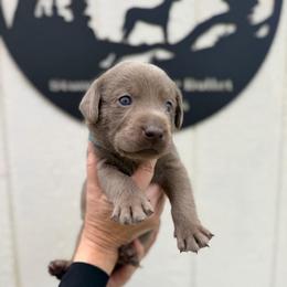 Light blue collar - Silver male Dilute Retriever puppy in Valley Center, California from Stunning Silver Bullets Labradors