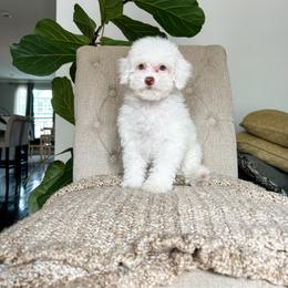 Cockapoo Puppies from Cockapoo Puppies and Co.
