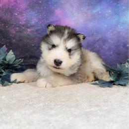 Enigma - Sable and white male Alaskan Malamute puppy in Spokane, Washington from Asgard Wooly Malamutes