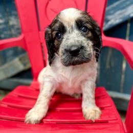 Star - Liver white and roan female English Springer Spaniel puppy in Madison, Indiana from McCollough's Pawsome Spaniels and Danny's Delightful Dachshunds