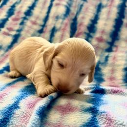 Boy 2 AKC 3995 - Cream male Dachshund puppy in Ocala, Florida from Island Farms Mimi’s Dachshunds Florida