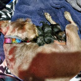 Miniature Schnauzer Puppies from S & S Miniature Schnauzer