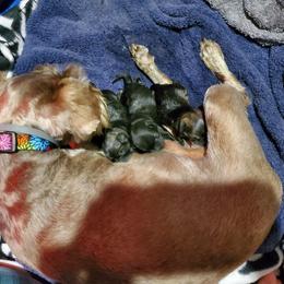 Miniature Schnauzer Puppies from S & S Miniature Schnauzer