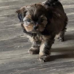 Bodie - Brindle male Shorkie puppy in Atoka, Oklahoma from Boggy Depot Cavaliers & Friends