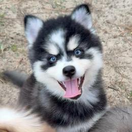 Racer - Black and white male Pomsky puppy in Spring Hill, Florida from PDQ Pomskies