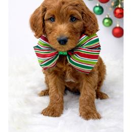 Wolfy - Red  male Goldendoodle puppy in State Road, North Carolina from Must Love Doodles