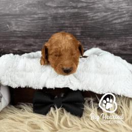 Quest - Sable male Goldendoodle puppy in Utah County, Utah from Big Hearted Breeders