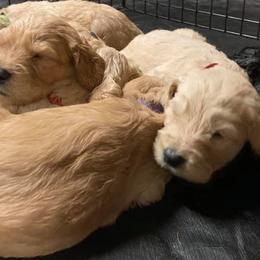 Assorted Doodle Crosses Puppies from Dup’s Doodles