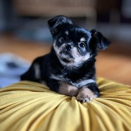 Morning Glory - Black and tan female Chihuahua puppy in Omaha, Nebraska from Tiny Nation Chihuahuas