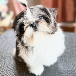 Shih Tzus from Stargazer Shih Tzu
