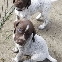 German Shorthaired Pointer Puppies from Calvert Kennels