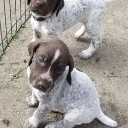 German Shorthaired Pointer Puppies from Calvert Kennels