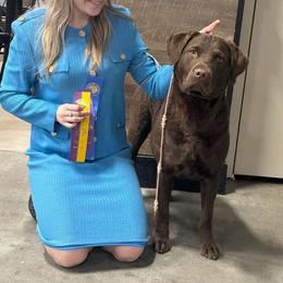 Gracie - Chesapeake Bay Retriever
