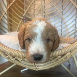 Brown collar - Apricot male Goldendoodle puppy in Clarksville, Iowa from Iowa Heartland Doodles