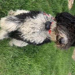 Bernedoodles and Goldendoodles from Valley View Doodles